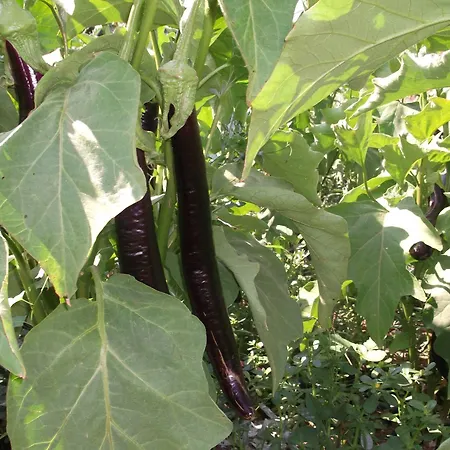 Hotel Mogla Tashan Muğla