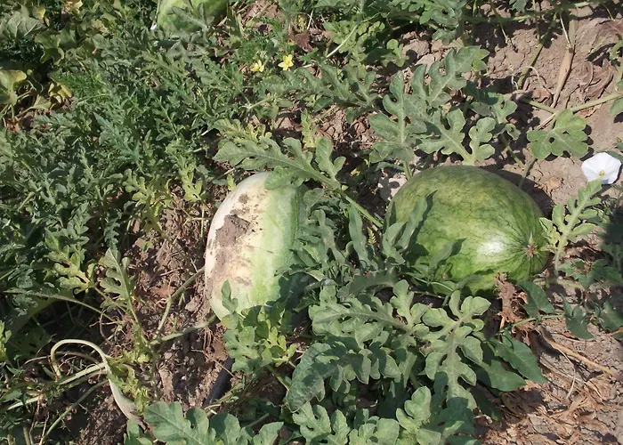 Mogla Tashan 3* Muğla