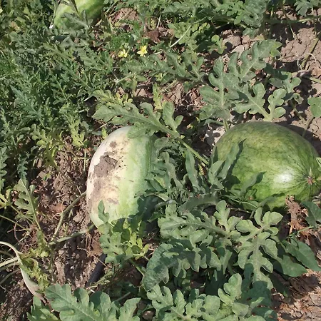 Mogla Tashan 3* 무글라