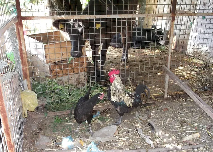 Mogla Tashan מלון