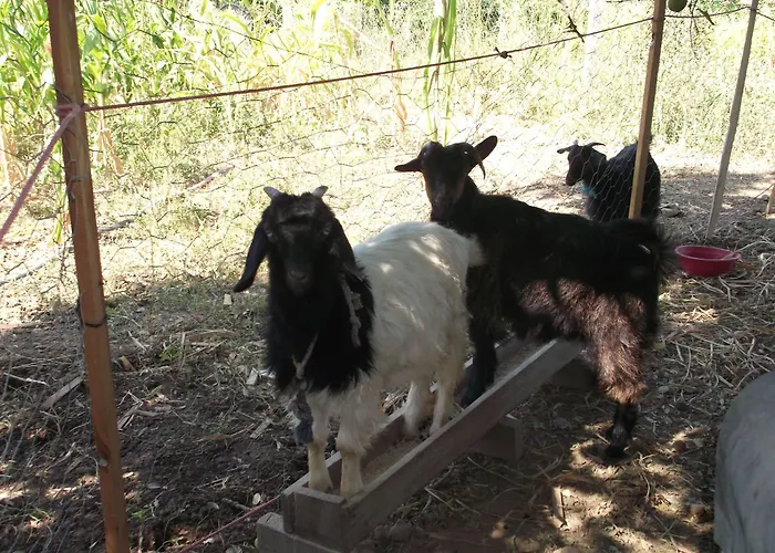 מלון Mogla Tashan