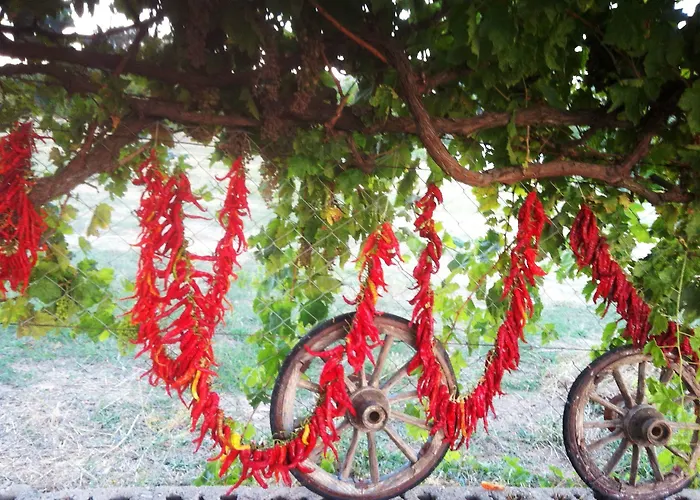 Mogla Tashan מלון