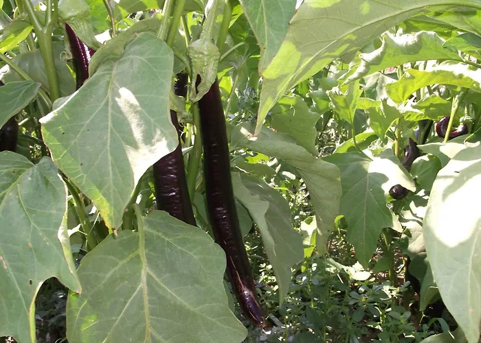 מלון Mogla Tashan מוגלה